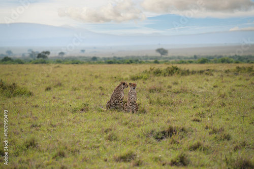Cheetah roams through its territory