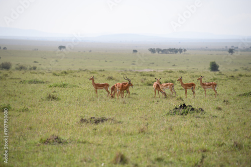 Herd of Antelope in wild of Kenya