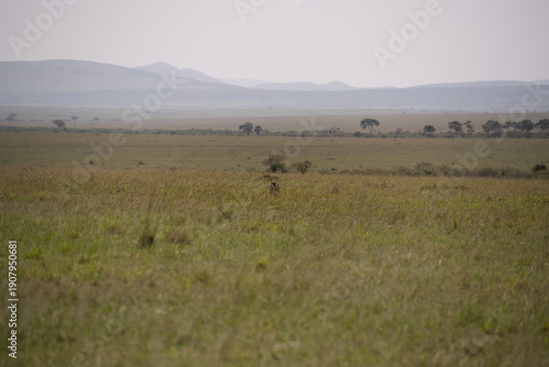 Cheetah roams through its territory