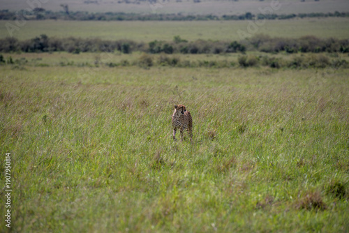 Cheetah roams through its territory