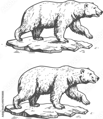 Polar bears walking on ice floes, detailed wildlife hand drawn illustration in black and white