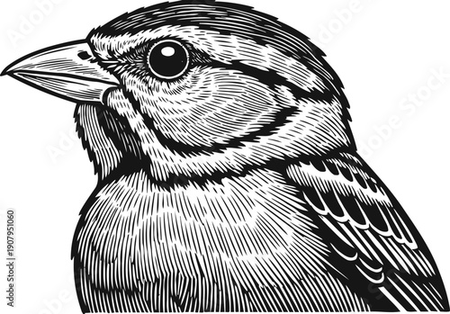Detailed black and white illustration of a sparrow bird head with intricate feather texture