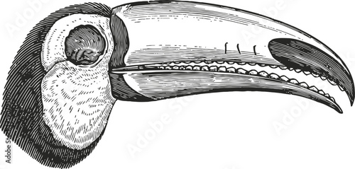 Detailed black and white engraving of a toucan bird head with large curved beak and textured feathers illustration