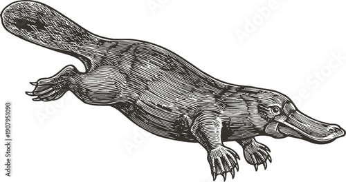 Engraved platypus illustration detailed monochrome drawing of unique australian animal with bill and webbed feet