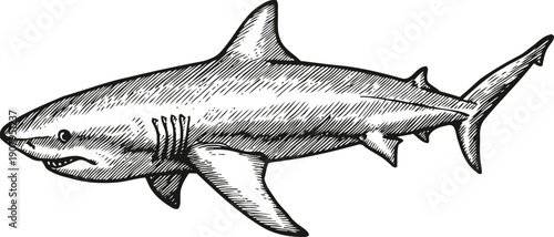 Detailed black and white vintage illustration of a great white shark swimming underwater