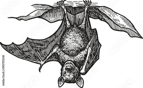 detailed black and white illustration of a bat hanging upside down from a branch with wings partially spread