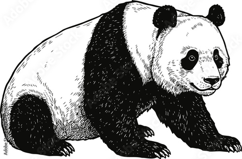 Black and white giant panda bear sitting and looking sideways detailed hand drawn illustration