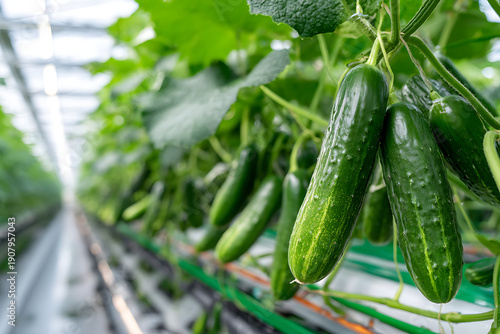 Fresh cucumbers growing in modern greenhouse agriculture system