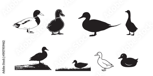 Ducks in various poses and silhouettes