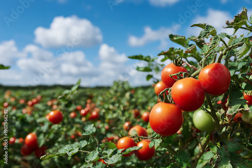 Ripe red tomatoes growing in sunny farm field