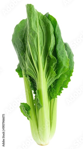 Fresh Tatsoi Greens Isolated on White Background, Asian Leafy Vegetable Rosette Concept