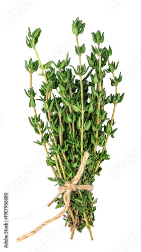 Fresh Thyme Isolated on White Background, Thymus vulgaris Delicate Aromatic Culinary Herb Concept