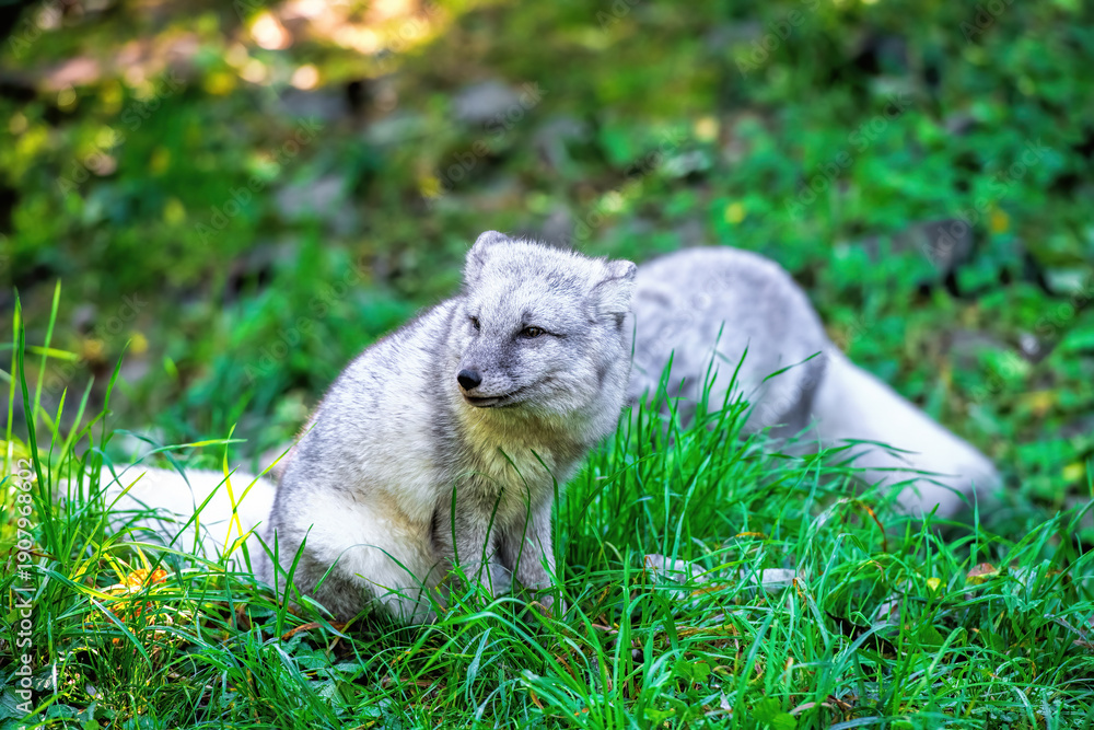 Fototapeta premium arctic foxes in the grass