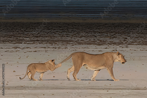 the lioness and the lion cub