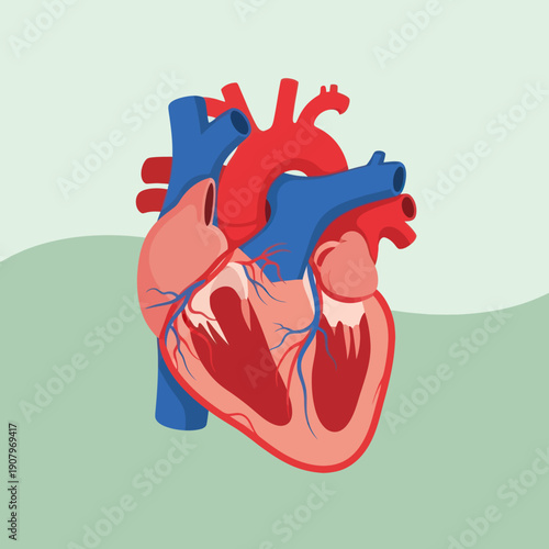 Human Heart Anatomy Detailed Illustration.