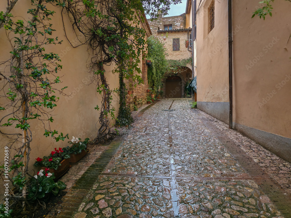 Fototapeta premium A charming cobblestone alley in Spello, where ancient stone walls and lush climbing vines create a timeless atmosphere in the heart of Umbria