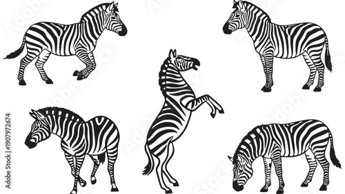Zebra vector silhouette illustrations of various poses and movements