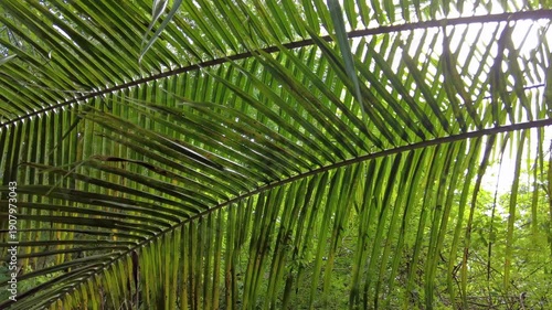 Palm leaves seen from below - observing palm leaves acting as a protective roof along a path in nature