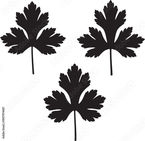 Silhouette of parsley aromatic herb isolated on white