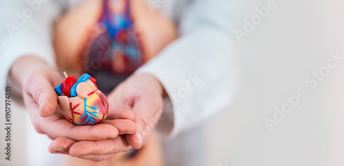 A close-up of a heart in one's hands, an anatomical model of human organs. Concept of cardiology: doctor caring for heart health, prevention of cardiovascular disease. Caring for the patient's health.