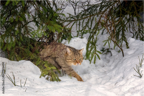 Photography Wildkatze