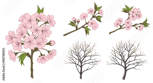 Delicate Pink Cherry Blossom Branches with Green Leaves and Bare Twigs of Trees in a Minimalist Flat Design Against a Solid Black Background