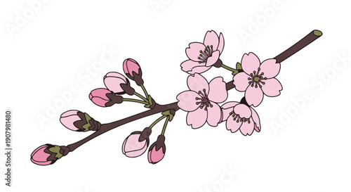 Delicate Pink Cherry Blossoms and Unopened Buds on a Brown Branch Depicted with Clean Lines Against a Solid Black Background Evoking Spring and Floral Beauty
