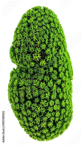 Green Coral Moss Ball Isolated on White Background Representing Biotic Aquatic Life and Natural Texture Concept