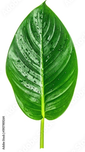 Green Tropical Leaf with Water Droplets Isolated on White Background Representing Freshness and Natural Purity Concept