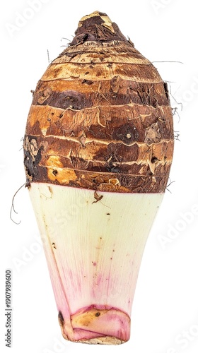 Принти на полотні Fresh taro root, brown fuzzy skin and white-purple flesh with starchy texture, isolated on white background
