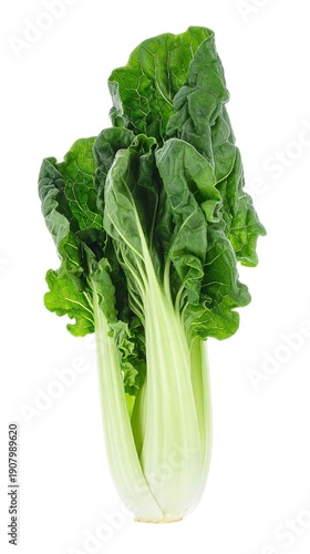 Fresh Tatsoi Greens Isolated on White Background, Asian Leafy Vegetable Rosette Concept