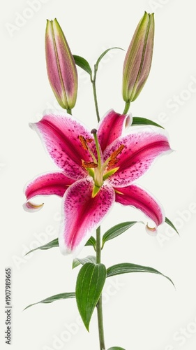 Oriental Lily Isolated on White Background, Large Petaled Lilium Species with Exotic Fragrance Concept