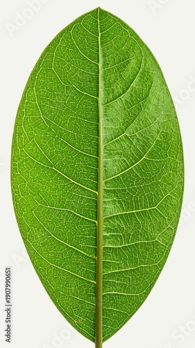 Leaf Midrib Isolated on White Background, Central Vein Structure of Leaf Representing Support and Botanical Anatomy Concept
