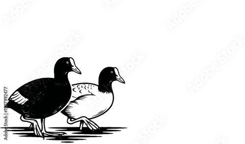Two black and white waterbirds walk side by side, depicted in a graphic style