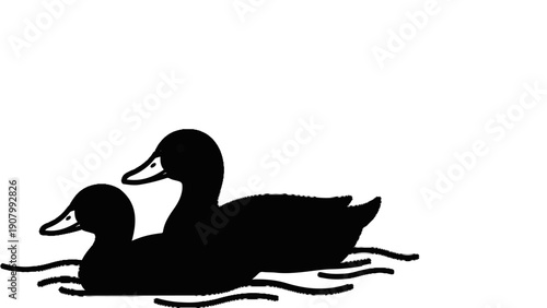 Two black ducks swim together on the water