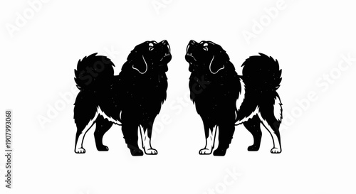 Two black fluffy dogs stand facing each other, looking upwards