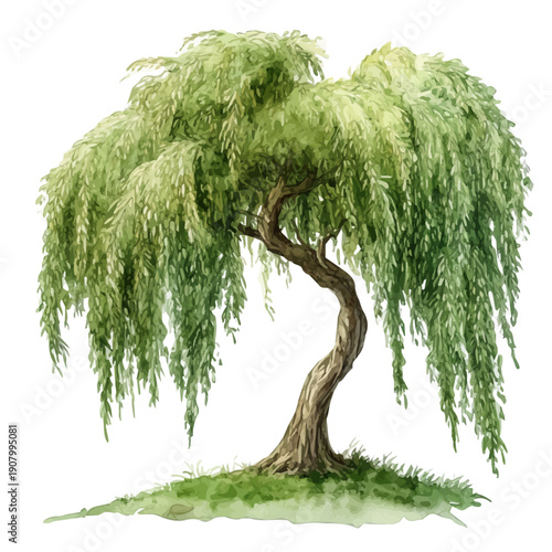 Willow Tree, detailed watercolor clipart vector, isolated on a pure white background.
