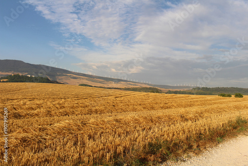 Golden wheat field farm after Cizur Menor along the Camino de Santiago in Galar, Navarra Spain July 2024