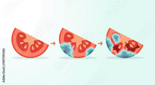 Tomato slice progression showing decay with color changes and visible seeds