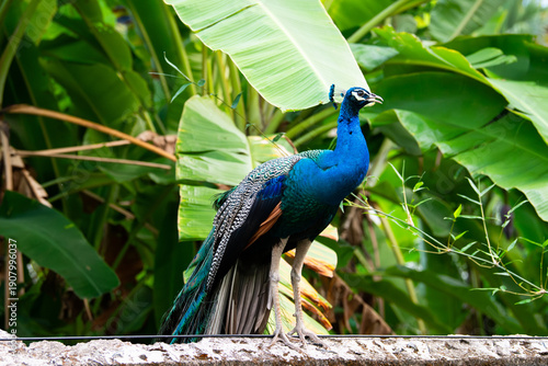 Blue peacock or peafowl bird in a tropical garden in South India, male with eye spotted colorful tail feathers