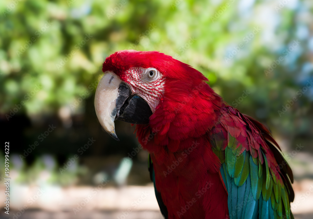 Fototapeta premium Scarlet macaw or red macaw outdoors