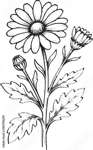Hand Drawn Oxeye Daisy with Buds - Black and White Wildflower, Vintage Daisy Flower Illustration - Botanical Line Art Sketch