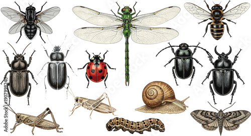 Detailed vintage entomology vector collection featuring realistic insects like dragonfly ladybug bee beetles grasshopper snail caterpillar and moth for scientific educational and nature designs.
