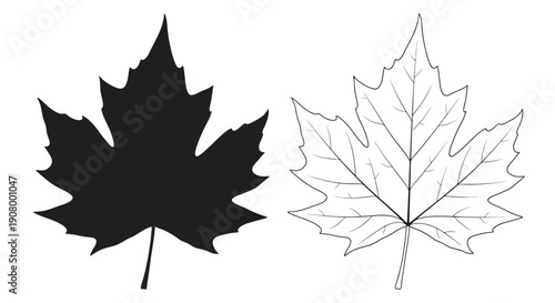Two maple leaves a silhouette and a detailed line drawing