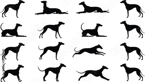 Greyhound dog silhouette set showing standing running sitting jumping and resting poses isolated on white background flat vector illustration