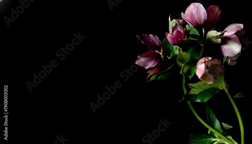 Delicate purple hellebore flowers with green leaves against a dramatic black background