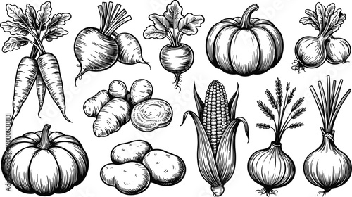 Hand Drawn Vegetable Sketch Icons Set with Pumpkin Carrot Potato Onion Corn and Root Vegetables