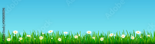 Spring border with daisy in green grass. Summer garden background with green meadow with chamomiles on blue sky background. Landscape of lawn with grass and white flowers, vector illustration