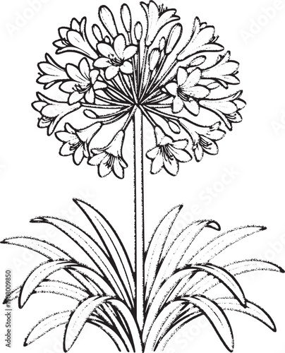 Agapanthus Illustration - Botanical Line Art, Hand Drawn African Lily Flower Head - Black and White Garden Sketch