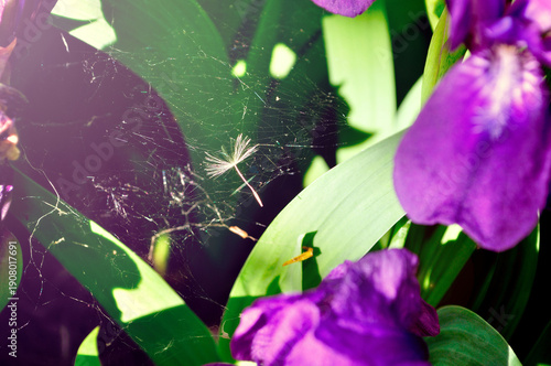 Summer garden background with spider web among purple iris flowers under sunset light. Focus at the spider web